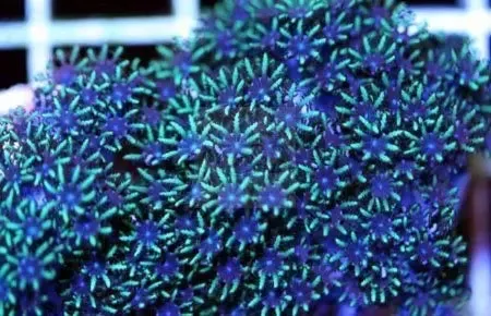 Blue Cauliflower (Sympodium sp)