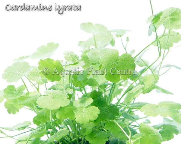 Cardamine Lyrata Vietnam