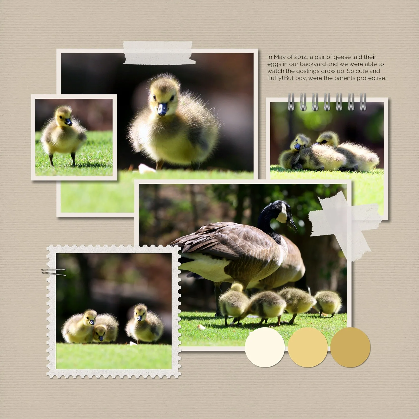 Color Story Page Builder Elements 1 Digital Scrapbook Kit