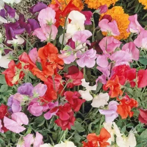 Knee High Fragrant Mix Sweet Pea