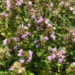Magic Carpet Thyme
