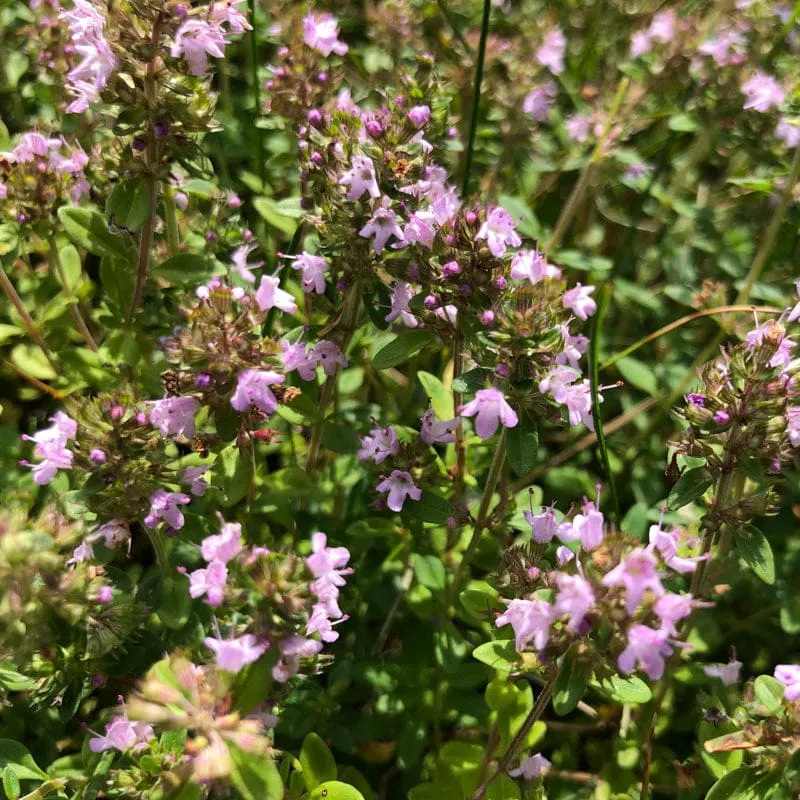 Magic Carpet Thyme