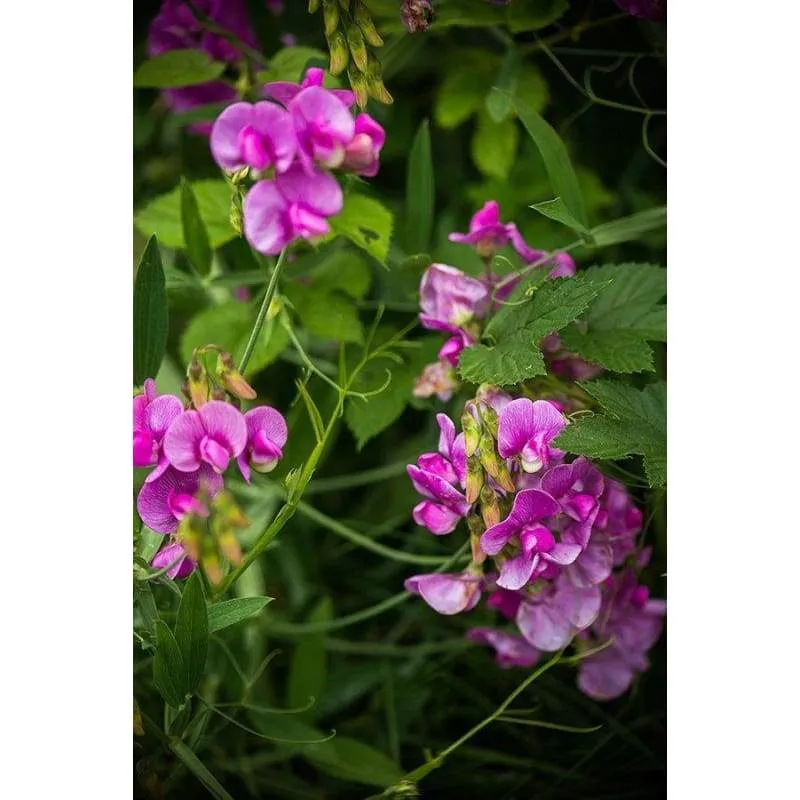 Perennial Sweet Pea