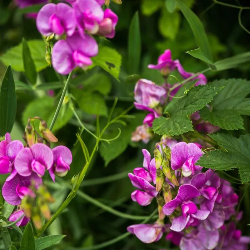 Perennial Sweet Pea