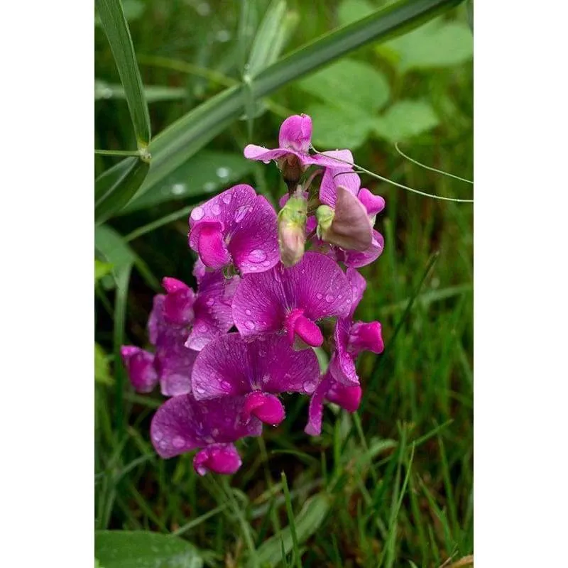 Perennial Sweet Pea