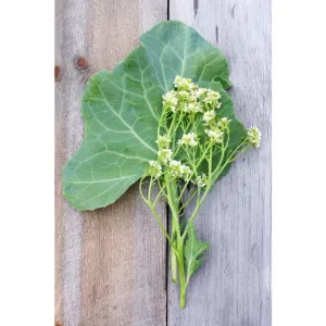 Sea Kale