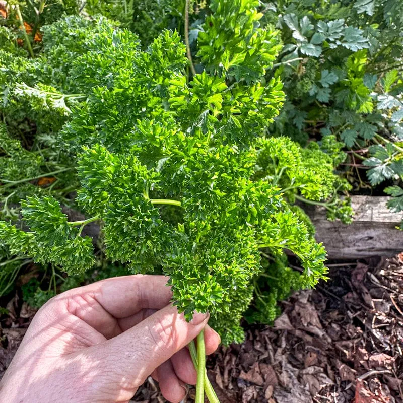 Triple Curled Parsley