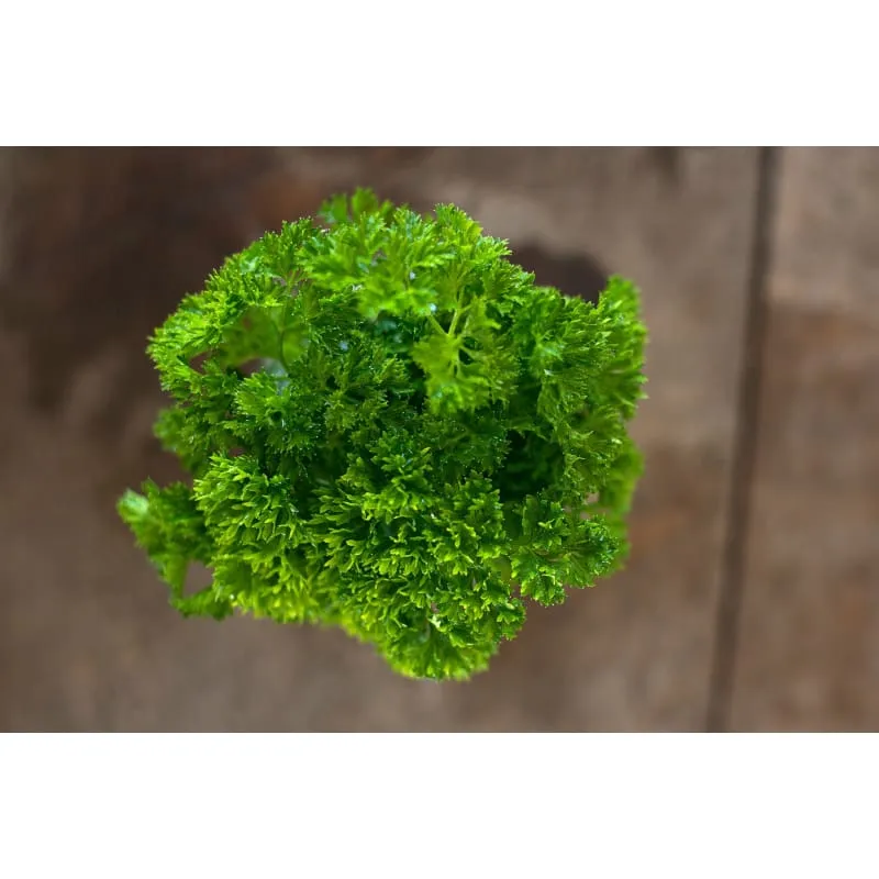 Triple Curled Parsley