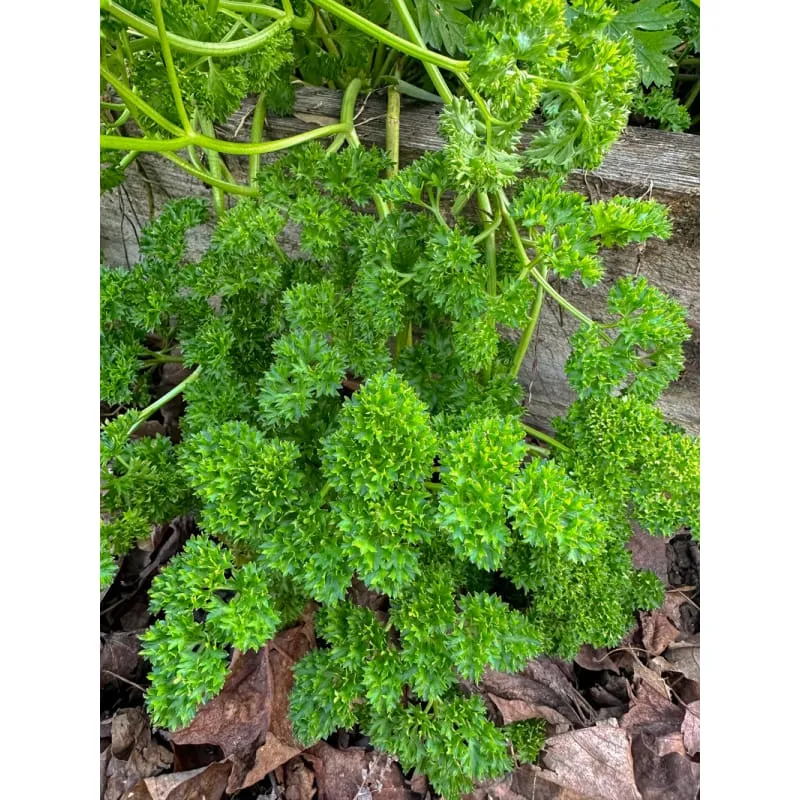 Triple Curled Parsley