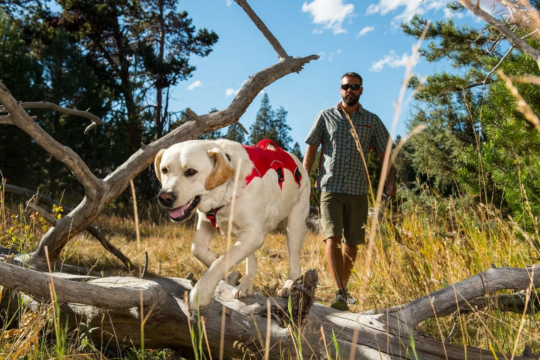 Web Master™ Secure Multi-Function Handled Dog Harness