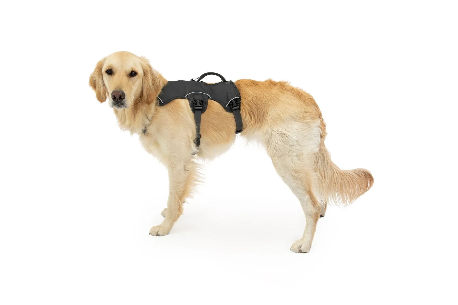 Web Master™ Secure Multi-Function Handled Dog Harness